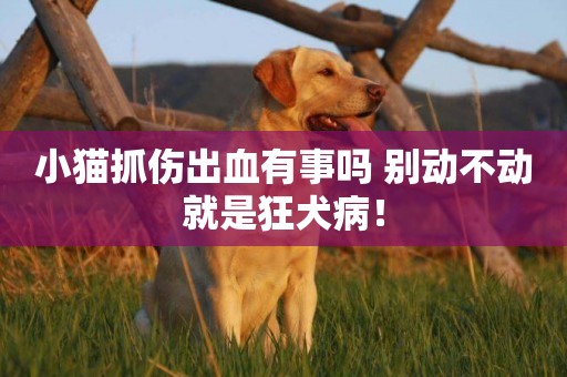 小貓抓傷出血有事嗎 別動不動就是狂犬病！