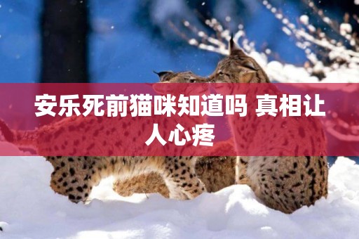 安樂死前貓咪知道嗎 真相讓人心疼