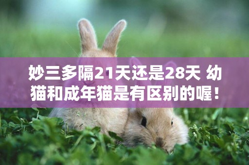 妙三多隔21天還是28天 幼貓和成年貓是有區別的喔！