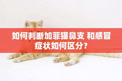 如何判斷加菲貓鼻支 和感冒癥狀如何區分？