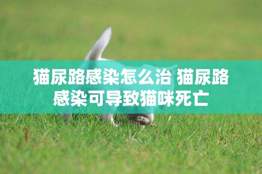 貓尿路感染怎么治 貓尿路感染可導致貓咪死亡