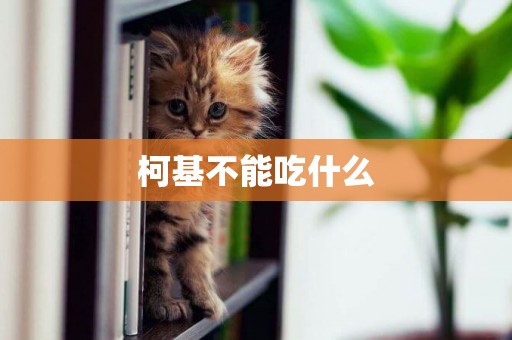 柯基不能吃什么