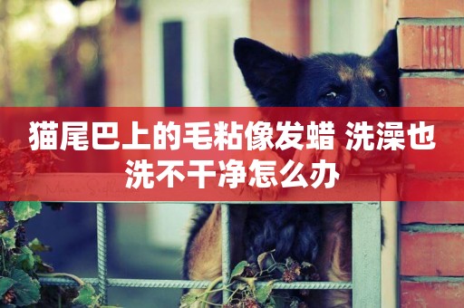 貓尾巴上的毛粘像發蠟 洗澡也洗不干凈怎么辦