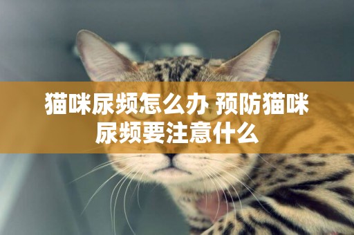 貓咪尿頻怎么辦 預防貓咪尿頻要注意什么