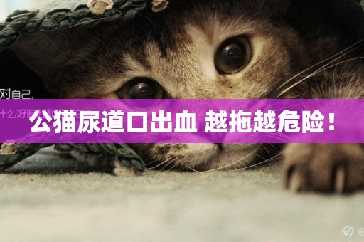 公貓尿道口出血 越拖越危險！