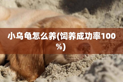 小烏龜怎么養(飼養成功率100%) 