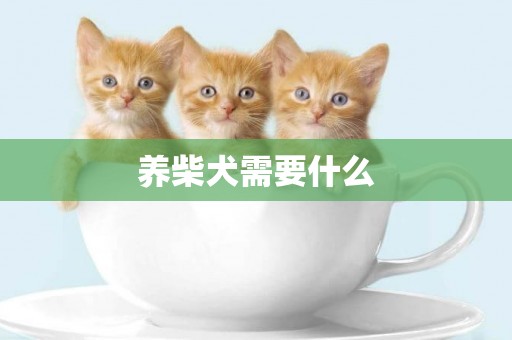 養柴犬需要什么