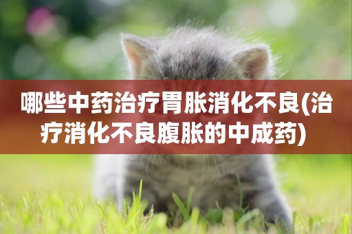 哪些中藥治療胃脹消化不良(治療消化不良腹脹的中成藥) 