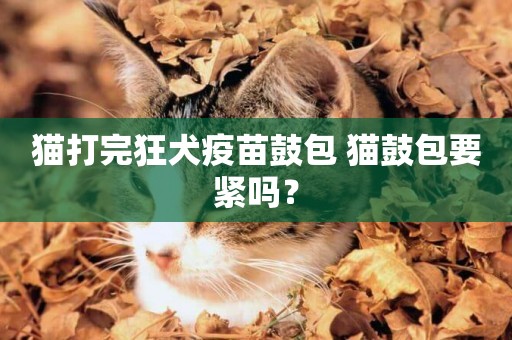 貓打完狂犬疫苗鼓包 貓鼓包要緊嗎？