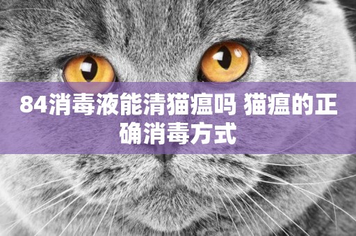 84消毒液能清貓瘟嗎 貓瘟的正確消毒方式