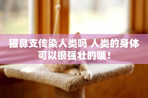 貓鼻支傳染人類嗎 人類的身體可以很強壯的哦！