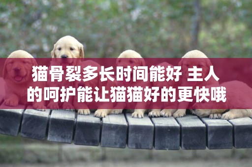 貓骨裂多長時間能好 主人的呵護能讓貓貓好的更快哦!