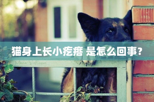 貓身上長小疙瘩 是怎么回事？