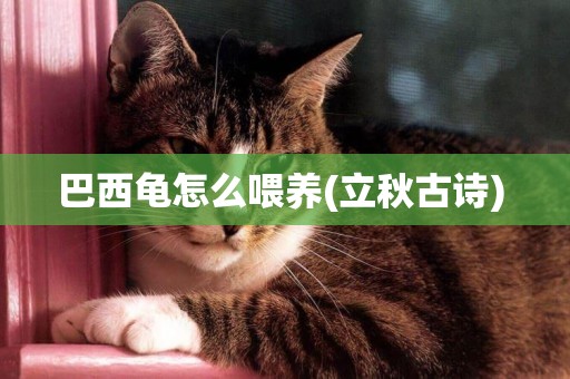 巴西龜怎么喂養(立秋古詩) 
