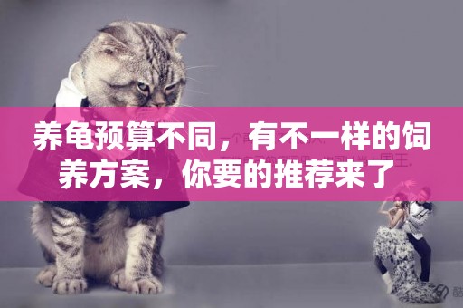 養龜預算不同，有不一樣的飼養方案，你要的推薦來了 