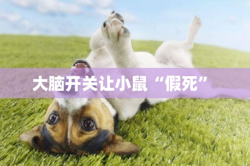 大腦開關讓小鼠“假死” 