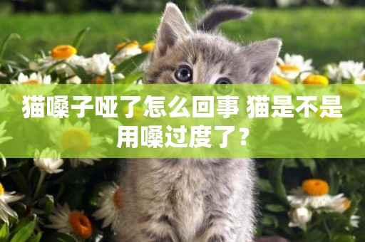 貓嗓子啞了怎么回事 貓是不是用嗓過度了？