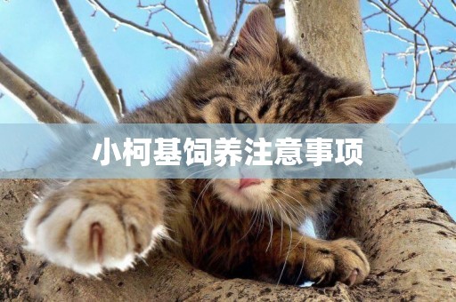 小柯基飼養注意事項