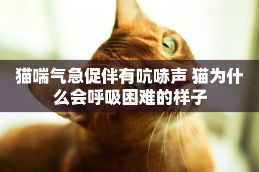 貓喘氣急促伴有吭哧聲 貓為什么會呼吸困難的樣子