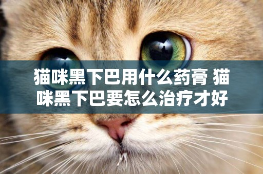 貓咪黑下巴用什么藥膏 貓咪黑下巴要怎么治療才好