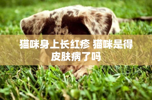 貓咪身上長紅疹 貓咪是得皮膚病了嗎