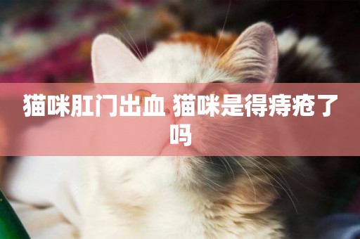 貓咪肛門出血 貓咪是得痔瘡了嗎
