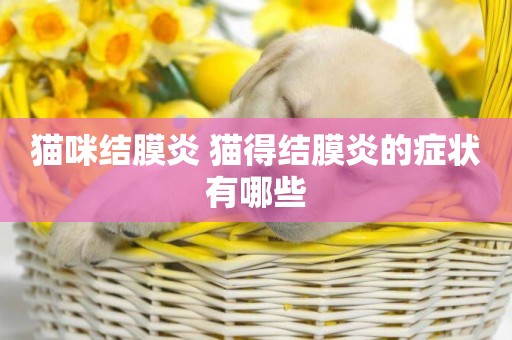 貓咪結膜炎 貓得結膜炎的癥狀有哪些