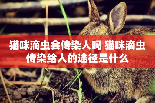 貓咪滴蟲會傳染人嗎 貓咪滴蟲傳染給人的途徑是什么