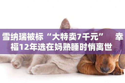 雪納瑞被標“大特賣7千元”　幸福12年選在媽熟睡時悄離世 