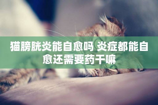 貓膀胱炎能自愈嗎 炎癥都能自愈還需要藥干嘛