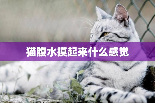 貓腹水摸起來什么感覺