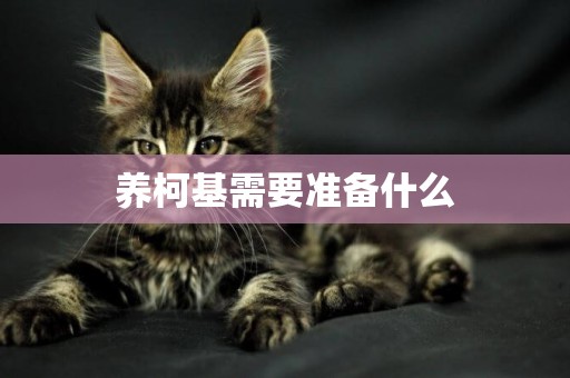 養柯基需要準備什么