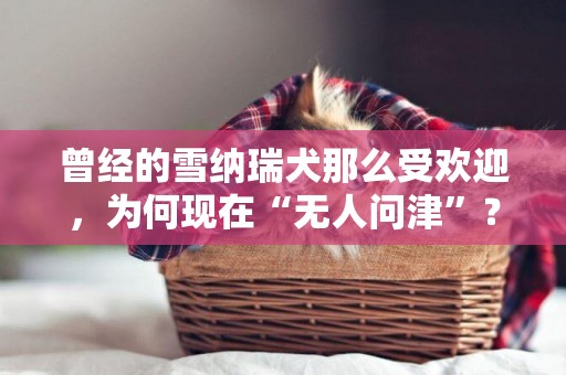 曾經的雪納瑞犬那么受歡迎，為何現在“無人問津”？ 