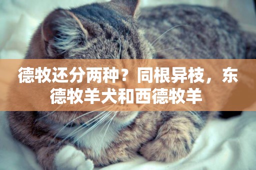 德牧還分兩種？同根異枝，東德牧羊犬和西德牧羊 