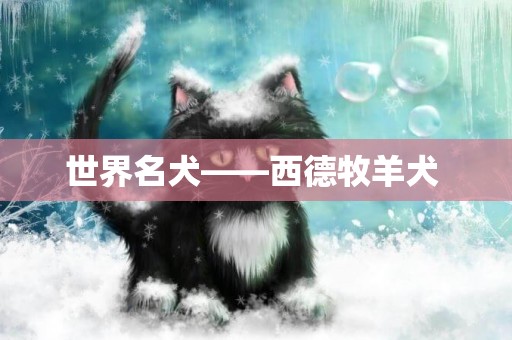世界名犬——西德牧羊犬 
