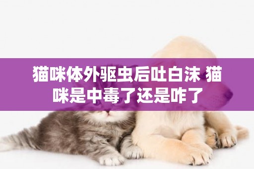 貓咪體外驅蟲后吐白沫 貓咪是中毒了還是咋了