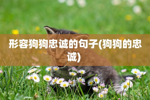 形容狗狗忠誠的句子(狗狗的忠誠) 