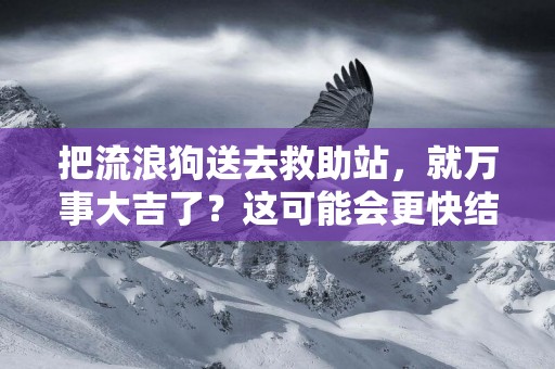 把流浪狗送去救助站，就萬事大吉了？這可能會更快結束它們的生命 