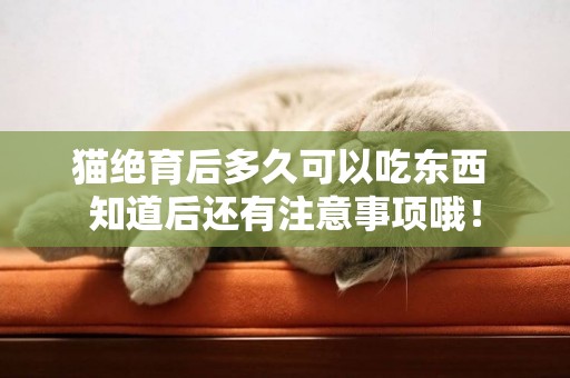 貓絕育后多久可以吃東西 知道后還有注意事項哦！