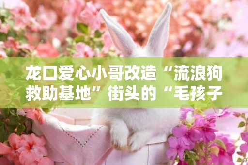 龍口愛心小哥改造“流浪狗救助基地”街頭的“毛孩子”們有家了 