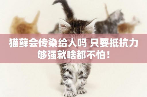 貓蘚會傳染給人嗎 只要抵抗力夠強就啥都不怕！