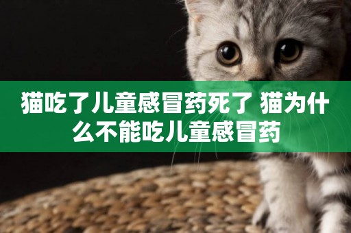 貓吃了兒童感冒藥死了 貓為什么不能吃兒童感冒藥