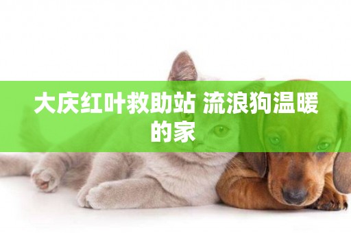 大慶紅葉救助站 流浪狗溫暖的家 