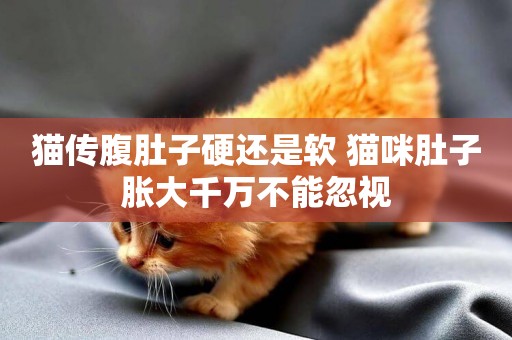 貓傳腹肚子硬還是軟 貓咪肚子脹大千萬不能忽視