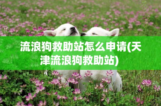 流浪狗救助站怎么申請(天津流浪狗救助站) 