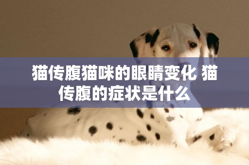 貓傳腹貓咪的眼睛變化 貓傳腹的癥狀是什么
