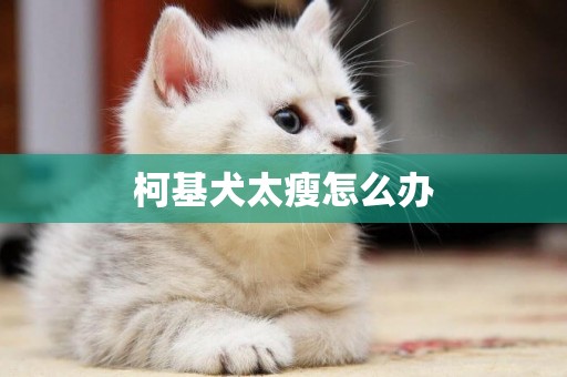 柯基犬太瘦怎么辦