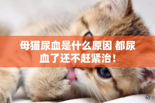 母貓尿血是什么原因 都尿血了還不趕緊治！
