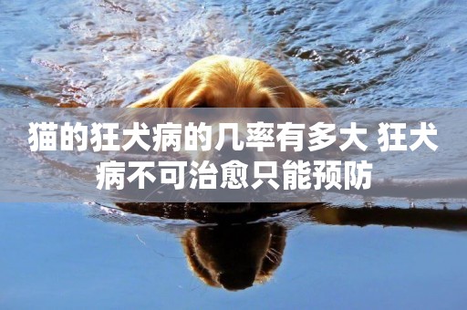 貓的狂犬病的幾率有多大 狂犬病不可治愈只能預防