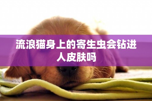 流浪貓身上的寄生蟲會鉆進人皮膚嗎